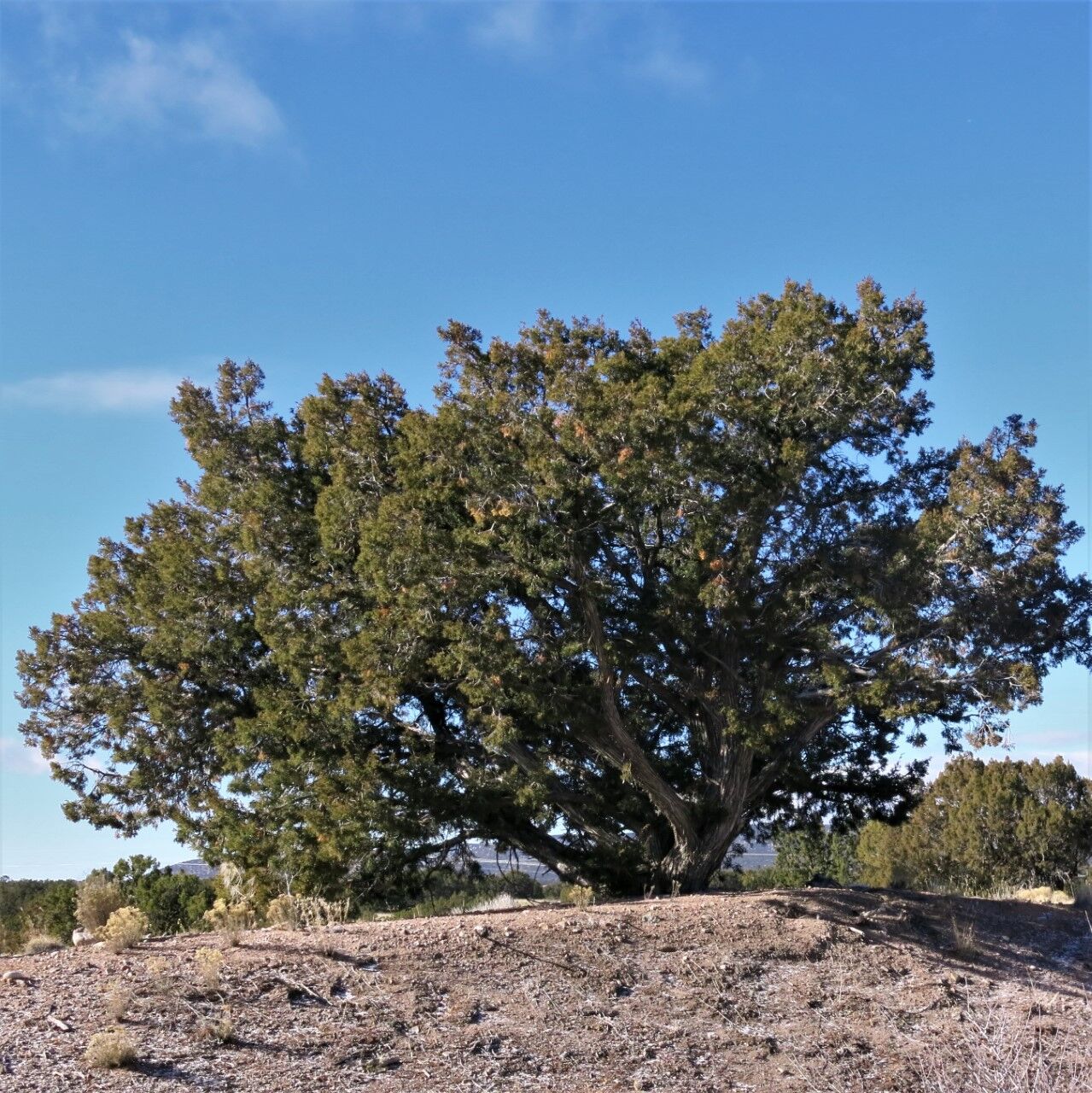 thumbnail_Oneseed juniper in winter.jpg